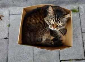Waarom komen katten vast te zitten in dingen?