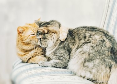 Hoe communiceren katten met elkaar?