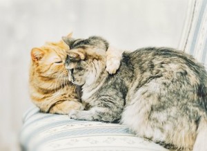 Hur kommunicerar katter med varandra?