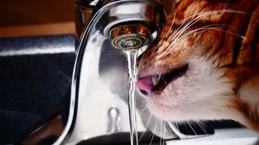 Почему моя кошка одержима водой?