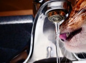 Varför är min katt besatt av vatten?