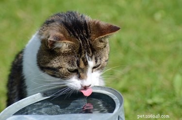 Proč je moje kočka posedlá vodou?