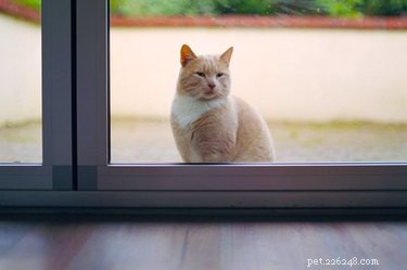 Por que os gatos vão para outras casas?