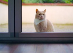 고양이는 왜 다른 집으로 가나요?