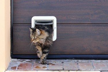 Perché i gatti vanno in altre case?