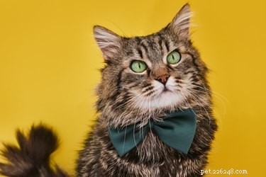 150 Victoriaanse kattennamen voor je kat