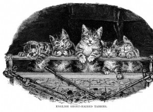 150 viktorianska kattnamn för din katt