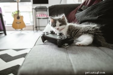 236 noms de chats basés sur des jeux vidéo