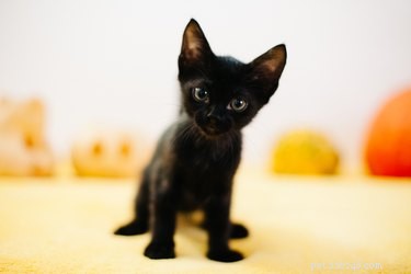 368 noms parfaits pour les chats noirs