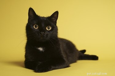 黒猫にぴったりの368の名前 