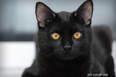368 имен, идеально подходящих для черных кошек