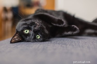 368 namn som är perfekta för svarta katter