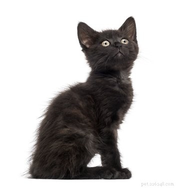 368 имен, идеально подходящих для черных кошек