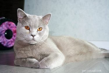 101 Доктор Кто дает имена кошкам