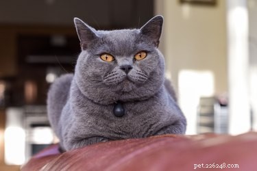 101 Doctor Who Names for Cats
