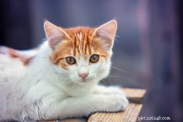 264 nomes de gatos comuns