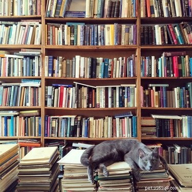 106 имен литературных кошек