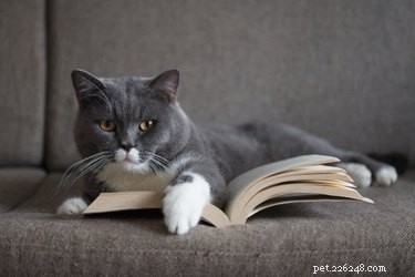 106 litterära kattnamn