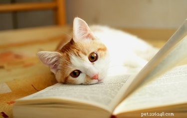 106 имен литературных кошек