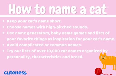 De ultieme gids voor het benoemen van je kat