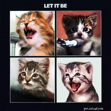 153 nomi di gatti ispirati ai Beatles 