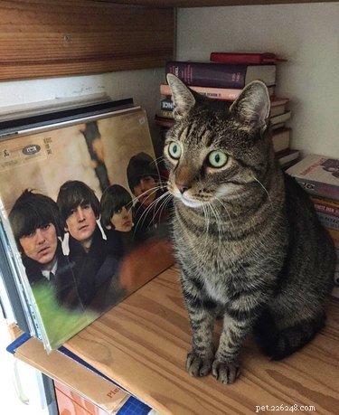 153 noms de chats inspirés des Beatles
