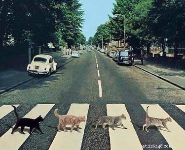 153 кошачьих клички, вдохновленных Beatles