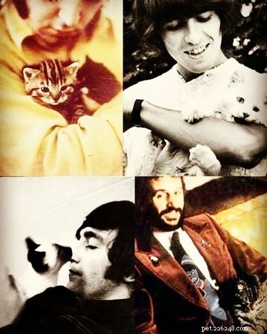 153 noms de chats inspirés des Beatles