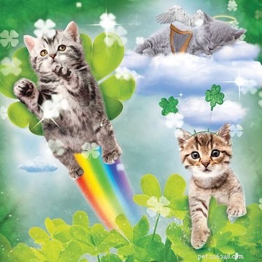Vind goud aan het einde van de regenboog met deze 230 Ierse kattennamen