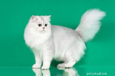 104 nomi di gatti a pelo lungo