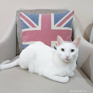 202 jmen britských koček