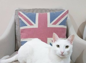 202 noms de chats britanniques