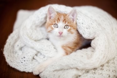 고양이에게 담요가 필요합니까?