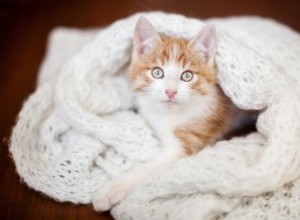 Os gatos precisam de cobertores?