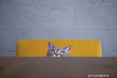 Hoe goed is het gehoor van katten?