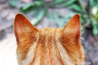 Насколько хорош слух у кошек?