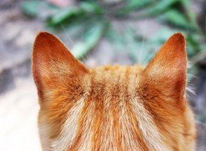 Qual ​​é a qualidade da audição de um gato?