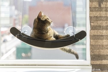 I migliori trespoli per finestre per gatti