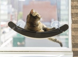 Les meilleurs perchoirs de fenêtre pour chat