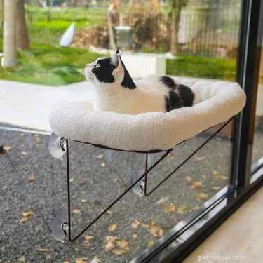 Os melhores poleiros de janela para gatos
