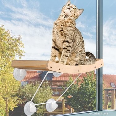 Os melhores poleiros de janela para gatos