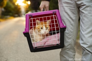 Les meilleures cages de transport pour chats en 2022