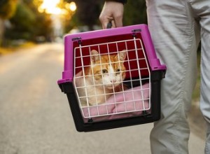 Les meilleures cages de transport pour chats en 2022