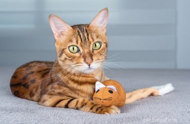 猫のための最高の噛むおもちゃ 