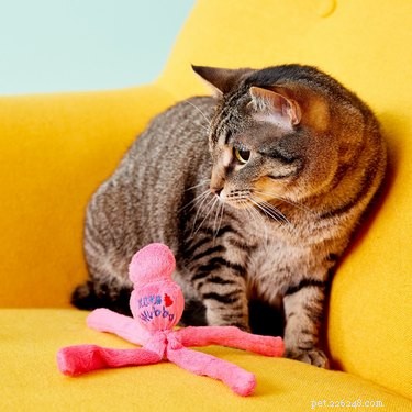 Les meilleurs jouets à mâcher pour chats