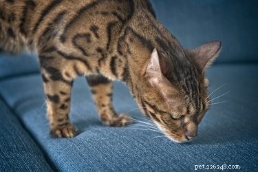 Enkel berikning:locka din katt med doftspel
