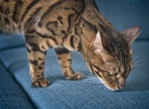 Enriquecimento fácil:seduza seu gato com jogos de cheiro