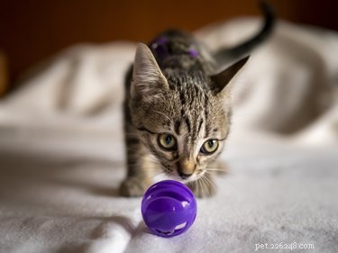Простое обогащение:соблазните свою кошку ароматными играми