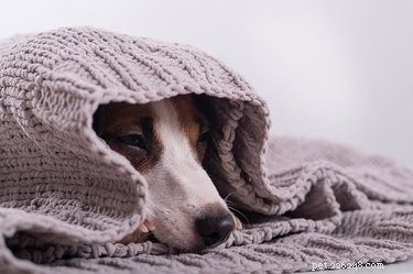 Hur man håller husdjur säkra runt värmare, radiatorer och andra uppvärmningsanordningar