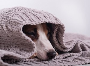 Huisdieren veilig houden in de buurt van verwarmingen, radiatoren en andere verwarmingsapparaten